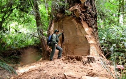 Redwoods Suffering from a New Form of Cutting Essay