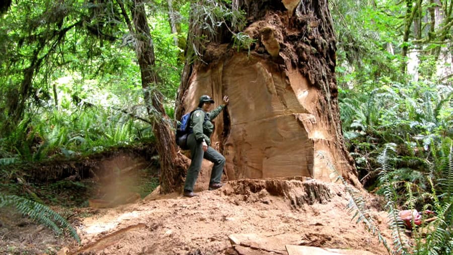 Redwoods Suffering from a New Form of Cutting Essay