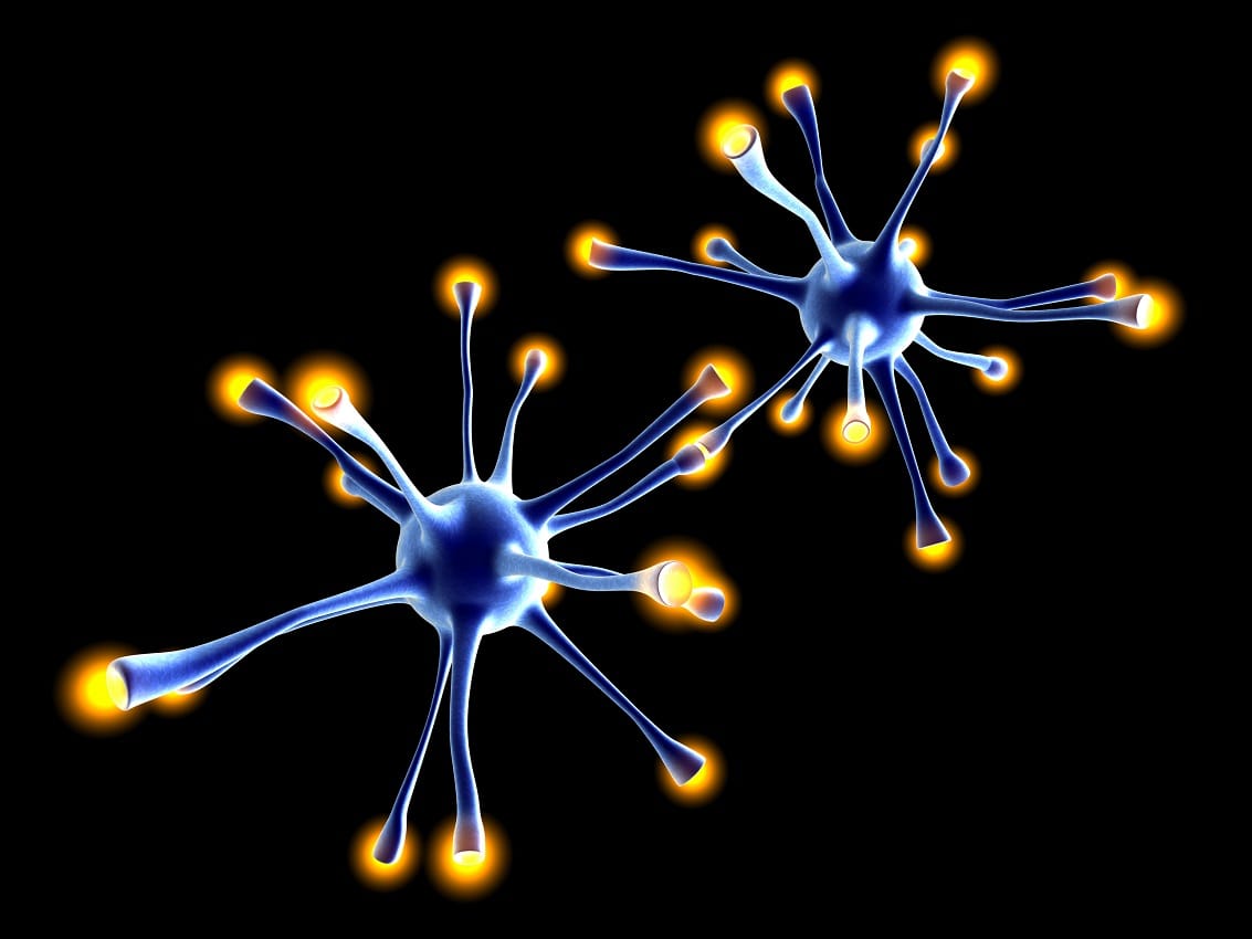 Essay on stem cells